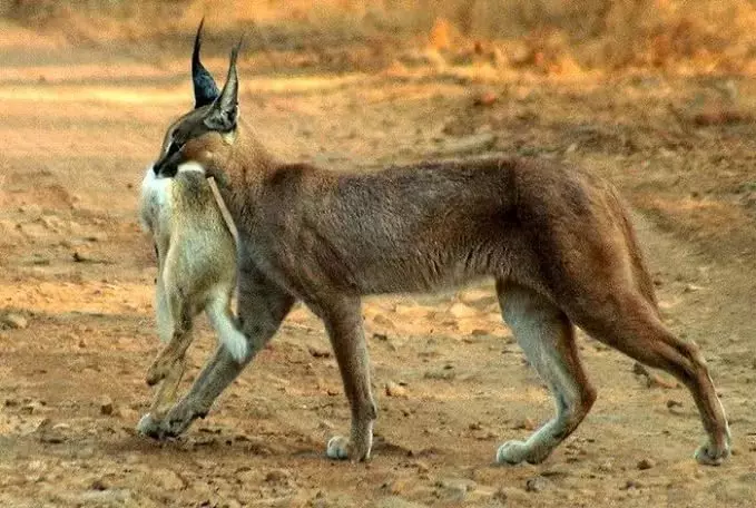 Caracals (46 fotos): ¿Quién es un lince del desierto? Características de los gatos en casa, descripción de la raza de animales. 13181_24