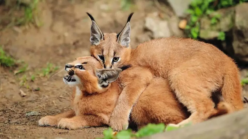 Caracales (46 photos): Qui est un désert Lynx? Caractéristiques des chats à la maison, description de la race d'animaux 13181_28