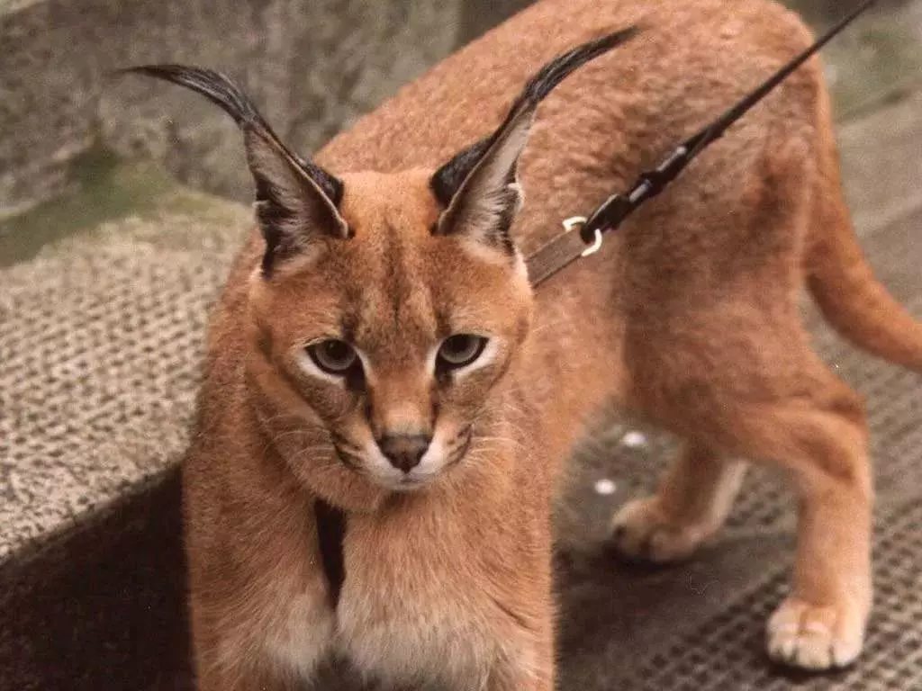 加薪（46张照片）：谁是沙漠Lynx？猫的特色在家里，动物品种的描述 13181_3