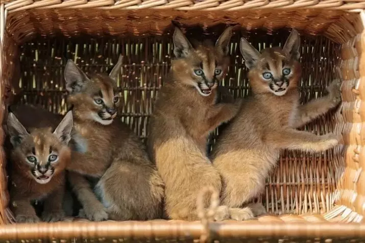 Caracales (46 photos): Qui est un désert Lynx? Caractéristiques des chats à la maison, description de la race d'animaux 13181_34