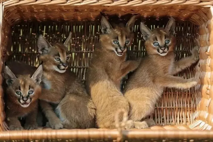 Caracals（46写真）：砂漠のLynxは誰ですか？自宅での猫の特徴、動物の繁殖の説明 13181_34