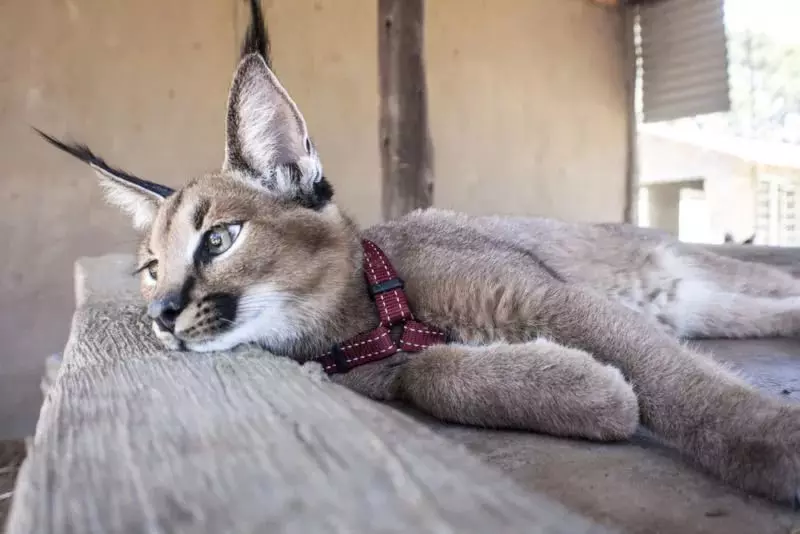 Caracales (46 photos): Qui est un désert Lynx? Caractéristiques des chats à la maison, description de la race d'animaux 13181_4