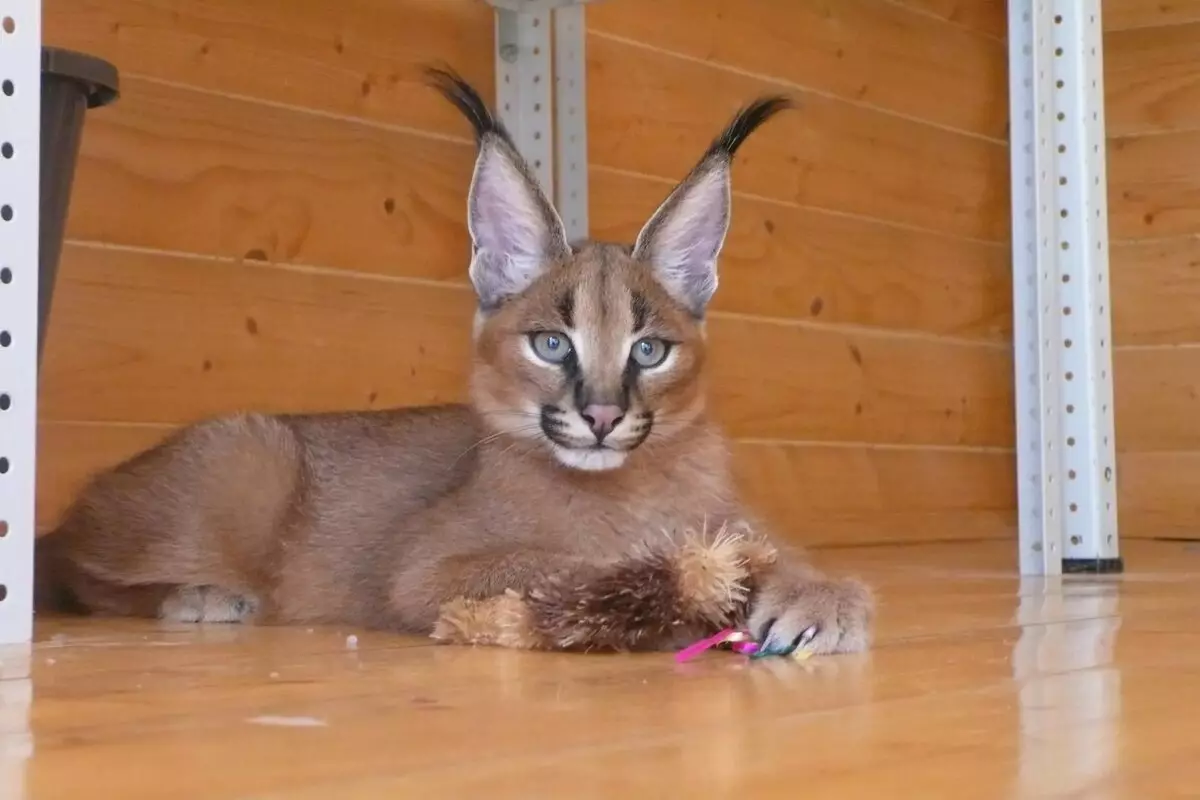 Caracales (46 photos): Qui est un désert Lynx? Caractéristiques des chats à la maison, description de la race d'animaux 13181_41