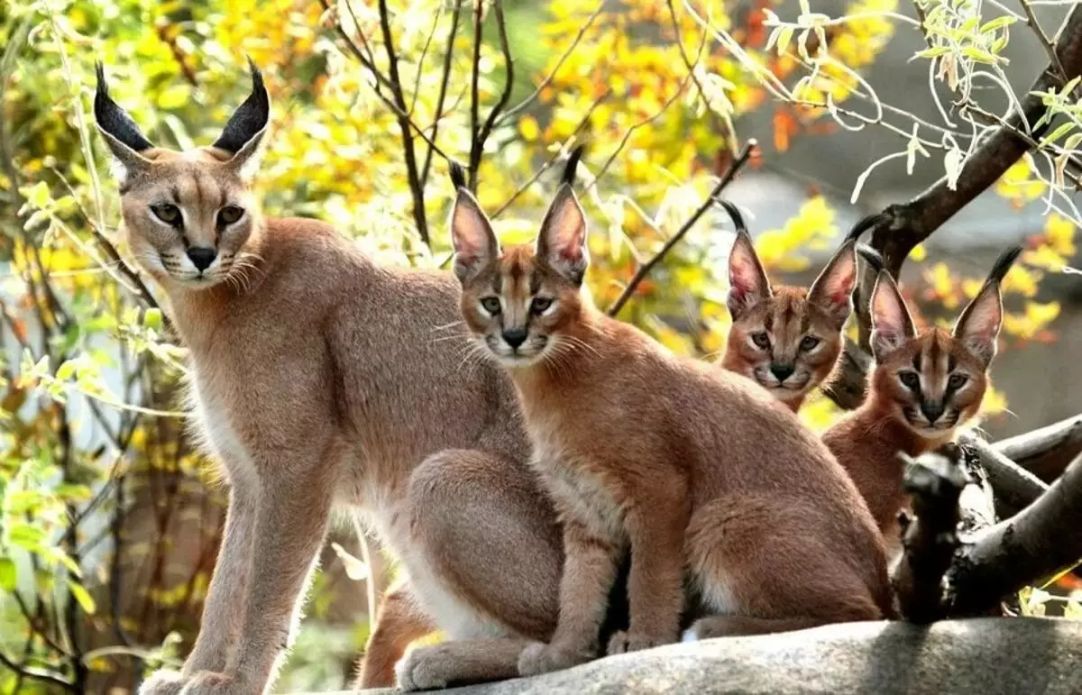 कॅरॅकल्स (46 फोटो): रेगिस्तान lynx कोण आहे? घरातील मांजरी, प्राण्यांच्या जातीचे वर्णन 13181_5