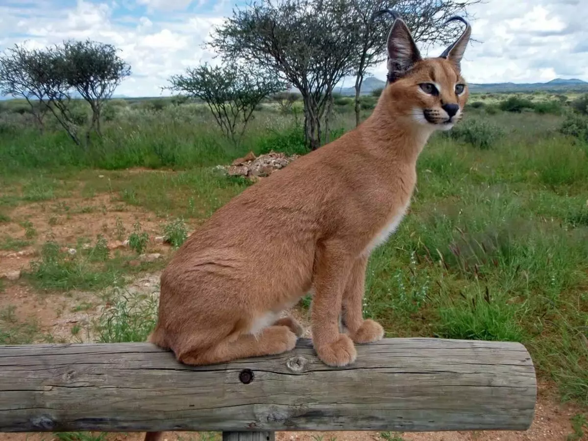 加薪（46张照片）：谁是沙漠Lynx？猫的特色在家里，动物品种的描述 13181_6