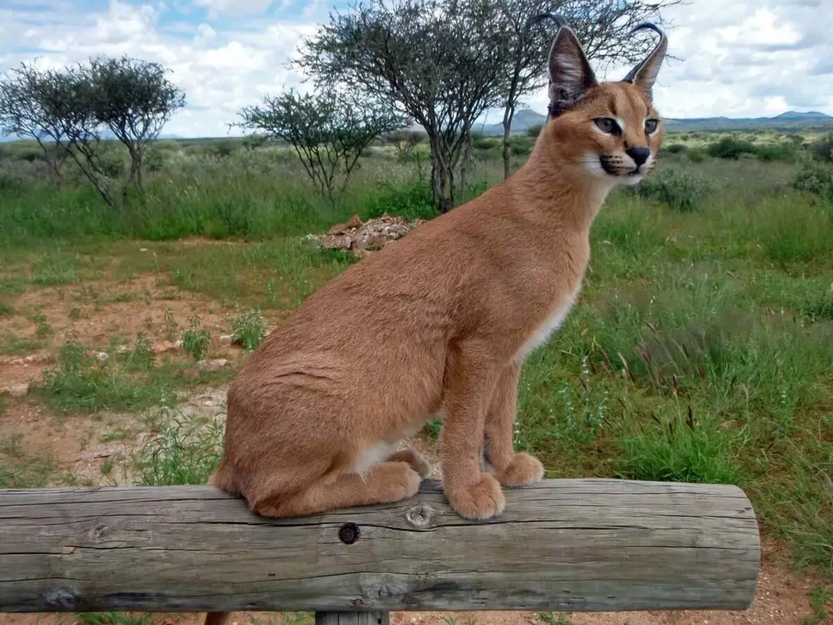 Caracals (46 ফটো): একটি মরুভূমি Lynx কে? বাড়ীতে বিড়াল বৈশিষ্ট্য, পশুদের শাবক বিবরণ 13181_6