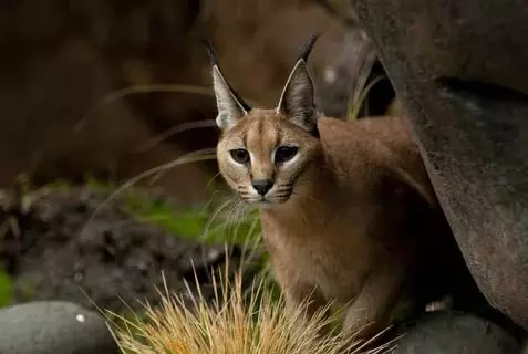 Caracales (46 photos): Qui est un désert Lynx? Caractéristiques des chats à la maison, description de la race d'animaux 13181_7