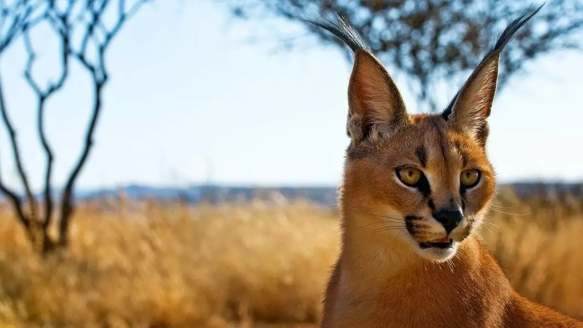 Caracales (46 photos): Qui est un désert Lynx? Caractéristiques des chats à la maison, description de la race d'animaux 13181_8