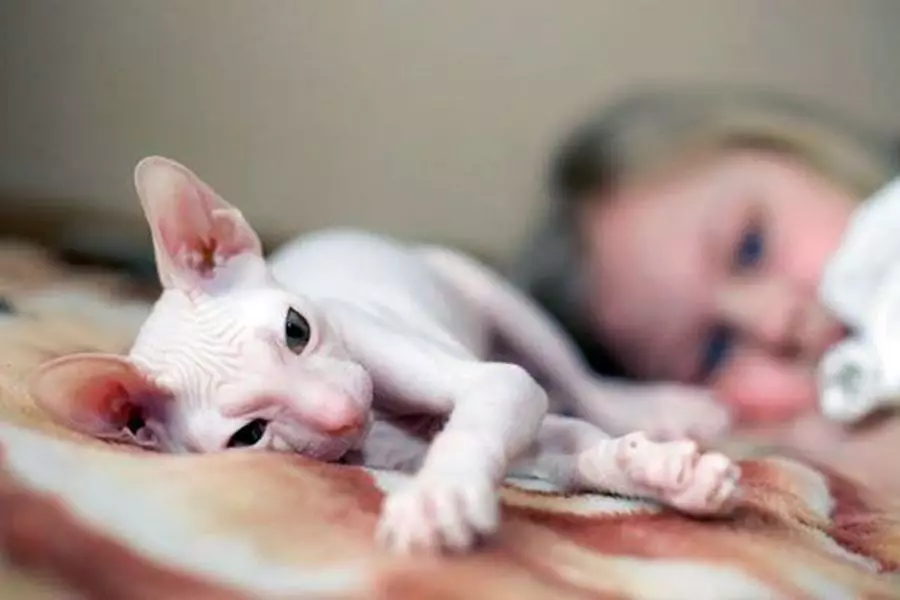 DVALF (23 foto's): Beskrywing van katte en katte van ras DVALF, kenmerke van hul karakter. Kottenka inhoud 13183_5