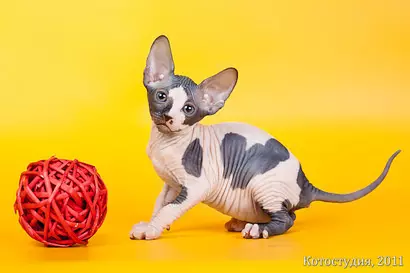 DVALF (23 fotos): descripción de gatos y gatos de raza DVALF, características de su personaje. Kottenka content 13183_8