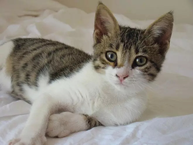 Aegean Cat (16 снимки): Описание на породата. Какво прави един трикольор котка и поглед котка като? Съвети за грижа за домашни любимци 13184_10