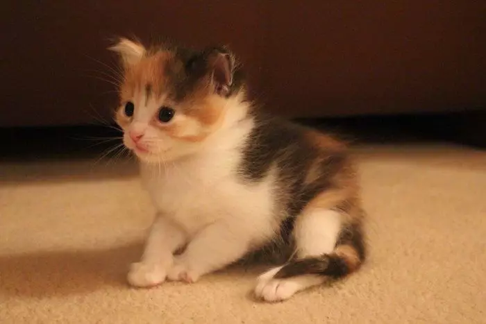 Egėjo kačių (16 nuotraukų): Veislės aprašymas. Kaip atrodo tricolor katė ir katė? PET priežiūros patarimai 13184_11