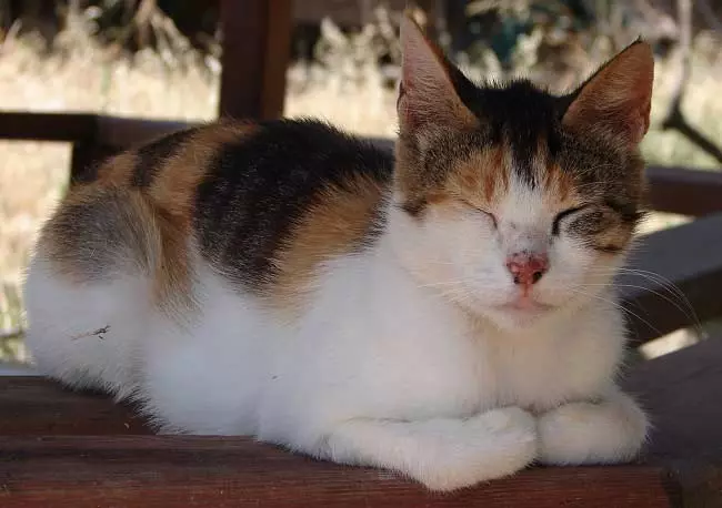 Aegean Cat (16 снимки): Описание на породата. Какво прави един трикольор котка и поглед котка като? Съвети за грижа за домашни любимци 13184_12