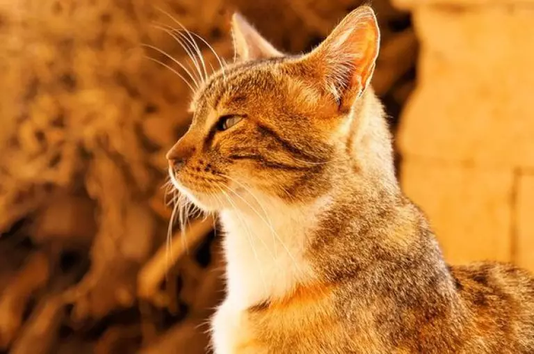 Egeïsche kat (16 foto's): beschrijving van het ras. Hoe ziet een tricolor kat en een kat eruit? PET-zorgtips 13184_14