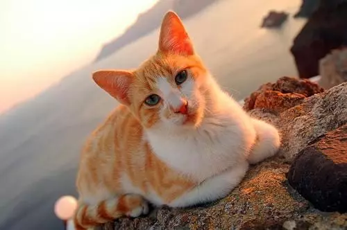 Aegean Cat (16 снимки): Описание на породата. Какво прави един трикольор котка и поглед котка като? Съвети за грижа за домашни любимци 13184_15
