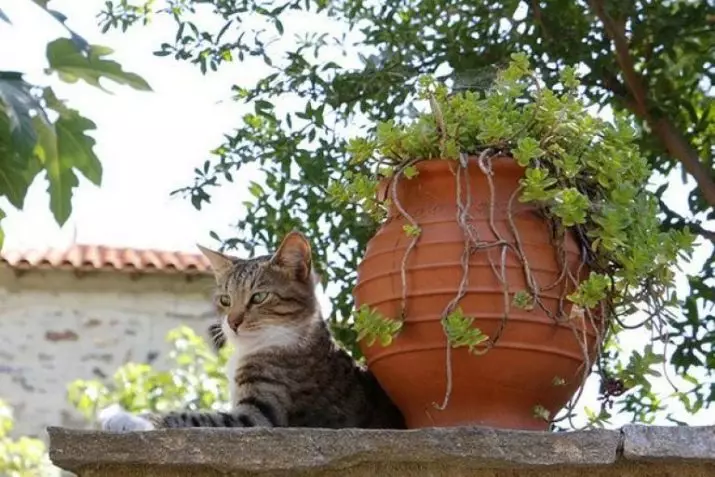 Aegean Cat (16 снимки): Описание на породата. Какво прави един трикольор котка и поглед котка като? Съвети за грижа за домашни любимци 13184_16