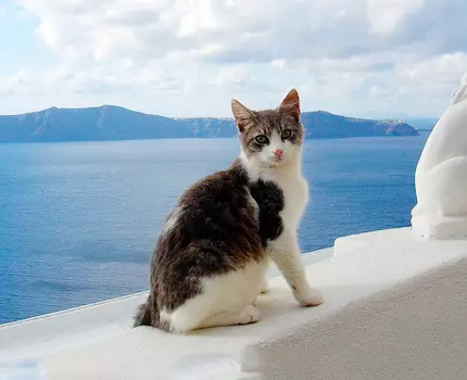 Egejská kočka (16 fotek): popis plemene. Jak vypadá trikolorní kočka a kočka? Tipy pro péči o domácí zvířata 13184_2
