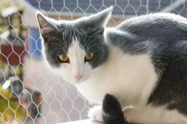 Aegean Cat (16 снимки): Описание на породата. Какво прави един трикольор котка и поглед котка като? Съвети за грижа за домашни любимци 13184_4