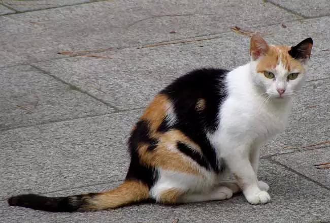 Aegean Cat (16 fotografii): Descrierea rasei. Ce arata o pisica tricolor si o pisica? Sfaturi de îngrijire a animalelor de companie 13184_5