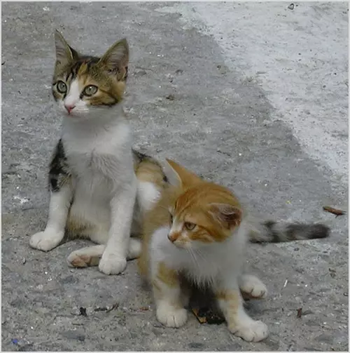 Aegean Cat (16 снимки): Описание на породата. Какво прави един трикольор котка и поглед котка като? Съвети за грижа за домашни любимци 13184_6