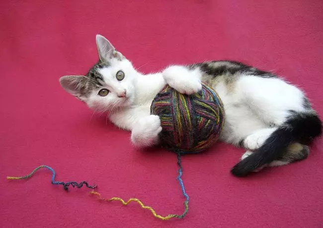 Egėjo kačių (16 nuotraukų): Veislės aprašymas. Kaip atrodo tricolor katė ir katė? PET priežiūros patarimai 13184_7