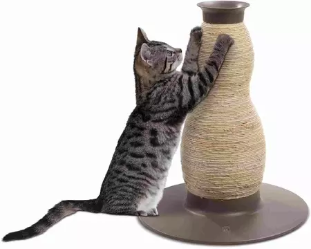 Egėjo kačių (16 nuotraukų): Veislės aprašymas. Kaip atrodo tricolor katė ir katė? PET priežiūros patarimai 13184_8
