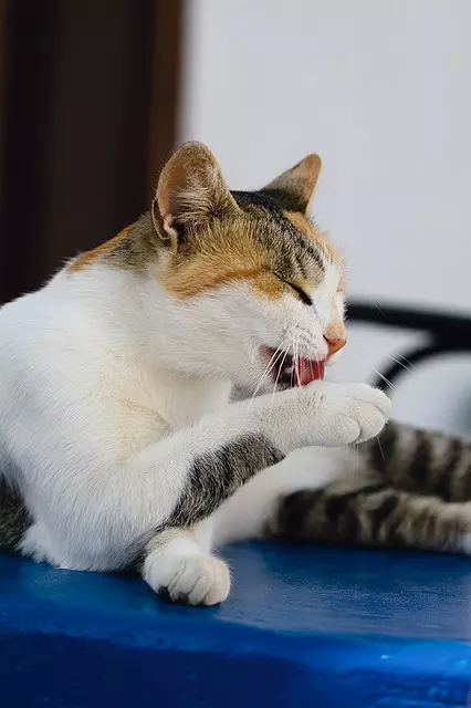 Egėjo kačių (16 nuotraukų): Veislės aprašymas. Kaip atrodo tricolor katė ir katė? PET priežiūros patarimai 13184_9