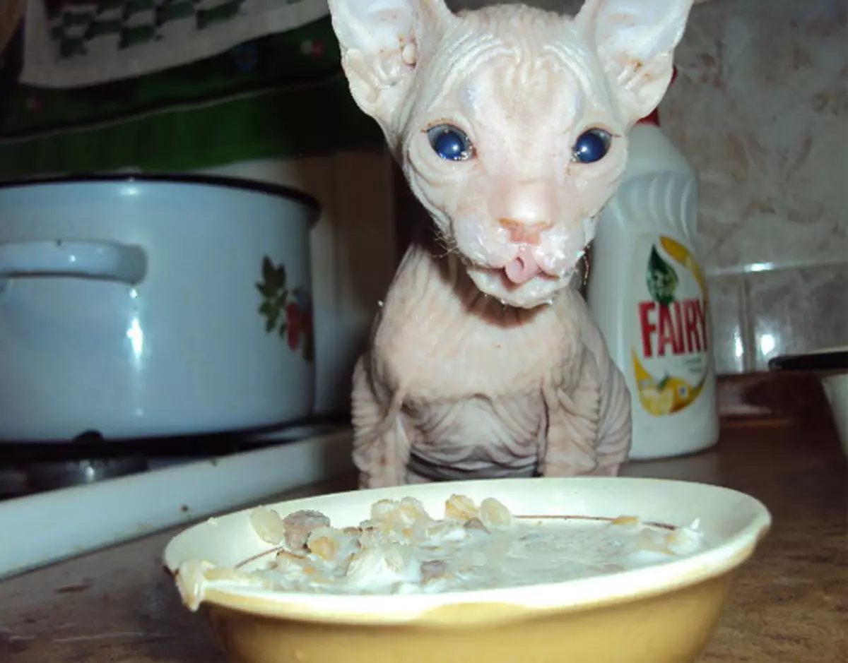 غادر القط الأوكرانية (24 صورة): ميزات السلالة، طبيعة القطط أصلع. قواعد المحتوى وإطعام القطط 13186_19