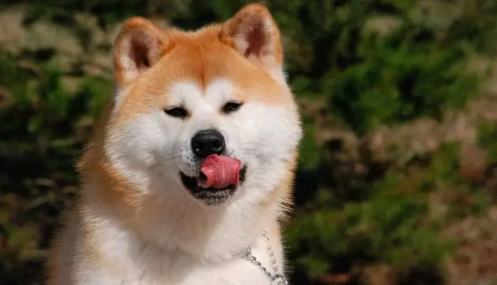 Akita Inu (88 фотографии): Опис на расата на кучиња и карактер, карактеристики на кученца и димензии. Што треба да се хранат? Сопственост Осврти 13207_10