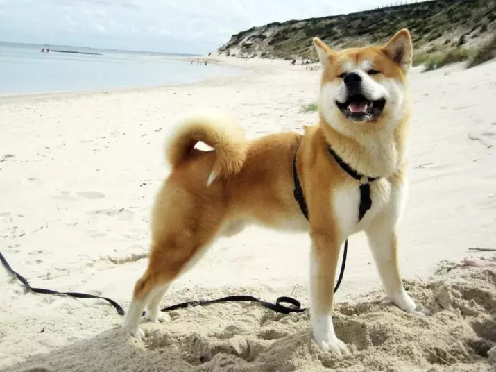 Akita inu (88 사진) : 개와 성격의 품종, 강아지 및 치수의 특성에 대한 설명. 무엇을 먹을 필요가 있습니까? 소유권 리뷰 13207_15