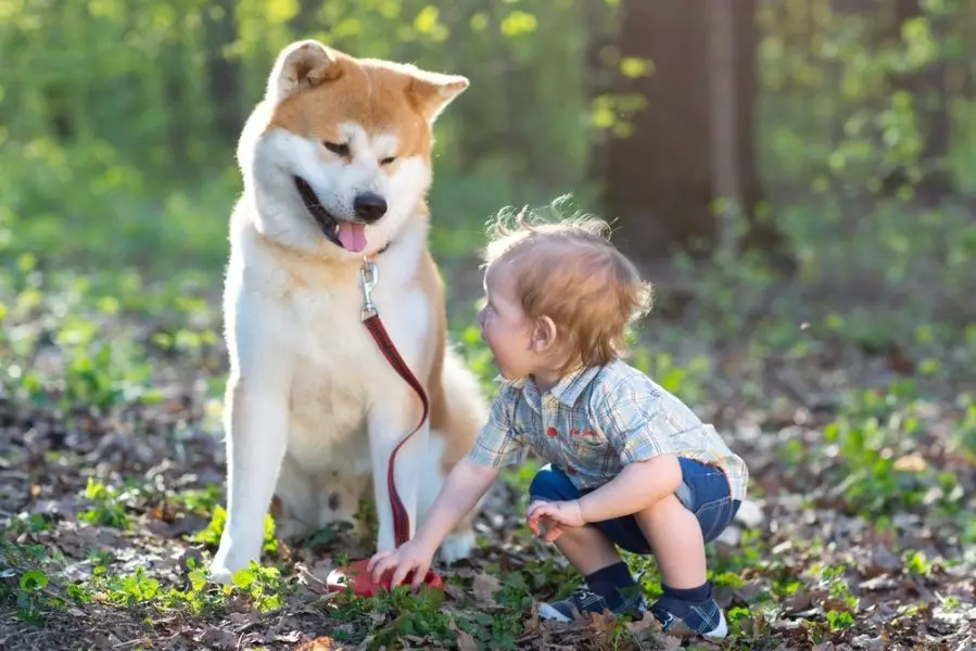 Akita inu (88 снимки): описание на породата кучета и характер, характеристики на кученцата и размерите. Какво трябва да се храните? Отзиви за собственост 13207_22