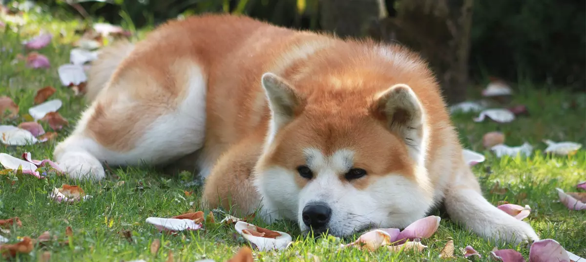 Akita inu (88 사진) : 개와 성격의 품종, 강아지 및 치수의 특성에 대한 설명. 무엇을 먹을 필요가 있습니까? 소유권 리뷰 13207_32