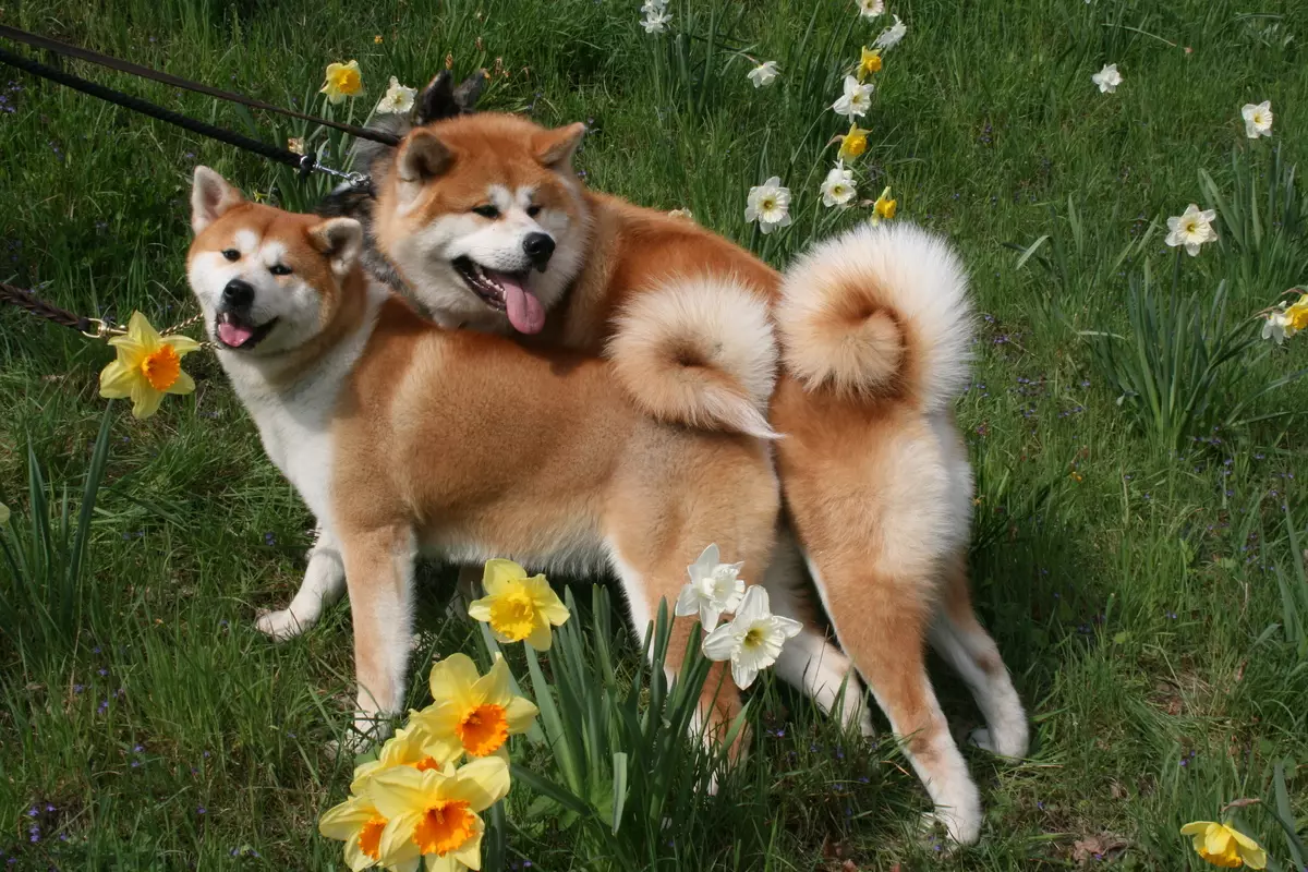 Akita inu (88 사진) : 개와 성격의 품종, 강아지 및 치수의 특성에 대한 설명. 무엇을 먹을 필요가 있습니까? 소유권 리뷰 13207_48