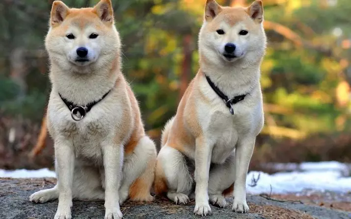 Akita Inu (88 фотографии): Опис на расата на кучиња и карактер, карактеристики на кученца и димензии. Што треба да се хранат? Сопственост Осврти 13207_6
