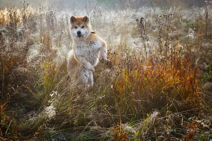 Akita Inu (88 фотографии): Опис на расата на кучиња и карактер, карактеристики на кученца и димензии. Што треба да се хранат? Сопственост Осврти 13207_8