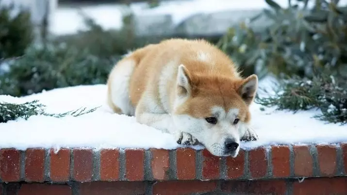 Akita inu (88 사진) : 개와 성격의 품종, 강아지 및 치수의 특성에 대한 설명. 무엇을 먹을 필요가 있습니까? 소유권 리뷰 13207_81