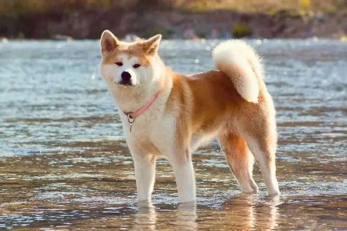 Akita Inu (88 fotos): Descripción de la raza de los perros y el carácter, las características de los cachorros y dimensiones. ¿Qué se necesita para la alimentación? Propiedad de la propiedad 13207_9