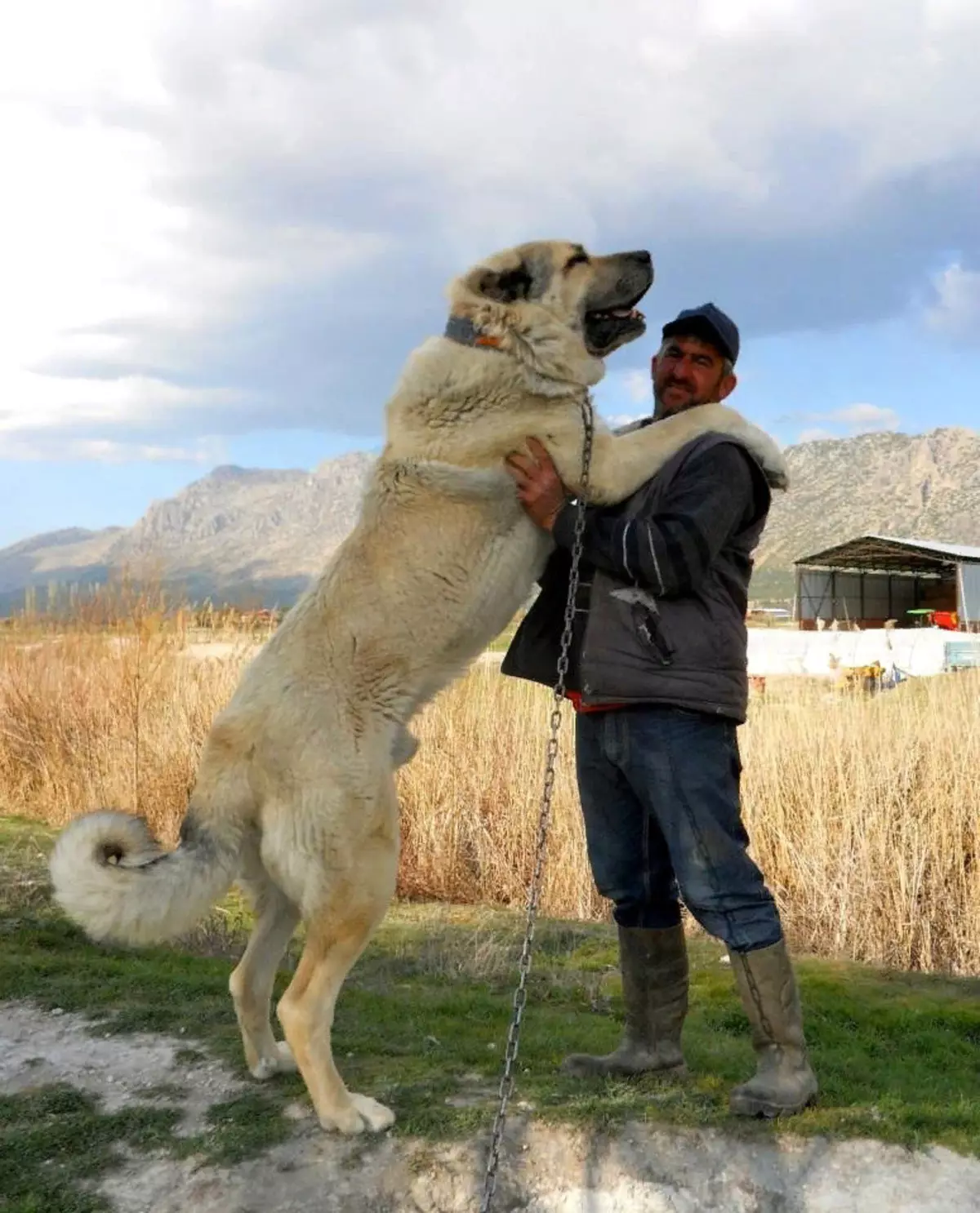 Alabai (88 foto): ciri-ciri baka Asia Shepherd Central, keunikan penjagaan anak anjing dan anjing dewasa, ulasan daripada pemilik 13208_11