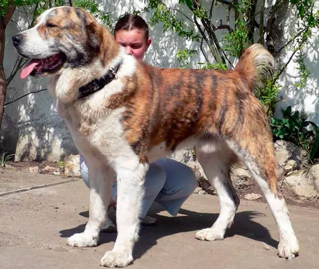 Alabai (88 عکس): ویژگی های نژاد چوپان آسیای مرکزی، ویژگی های مراقبت از توله سگ ها و سگ های بزرگسال، بررسی صاحبان 13208_15