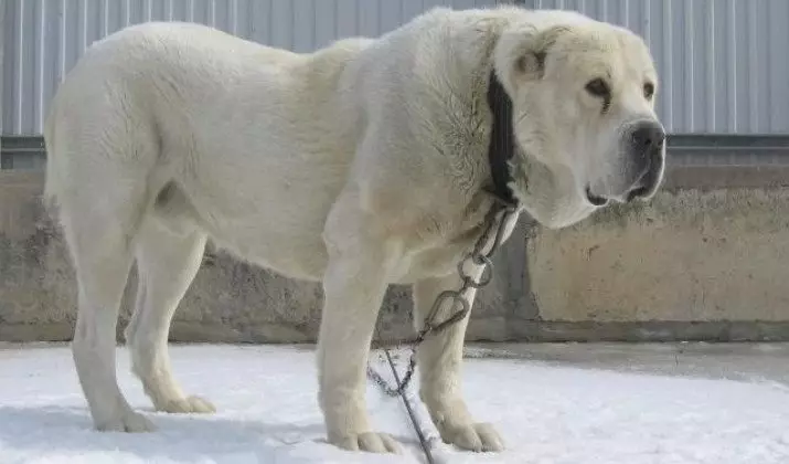 Alabai (88 Poto): Ciri tina breed tina oléh olokasi tengah, peculiarities perawatan anak anjing sareng anjing sawawa, ulasan 13208_19