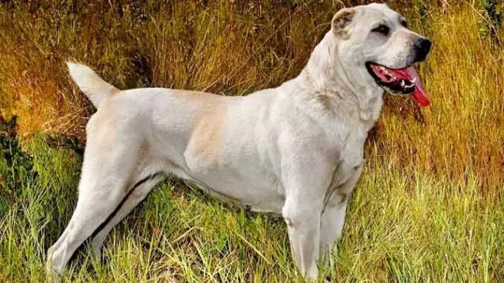 Alabai (88 장의 사진) : 중앙 아시아 셰퍼드의 품종의 특징, 강아지와 성인 개를 돌보는 특징, 소유자의 리뷰 13208_25