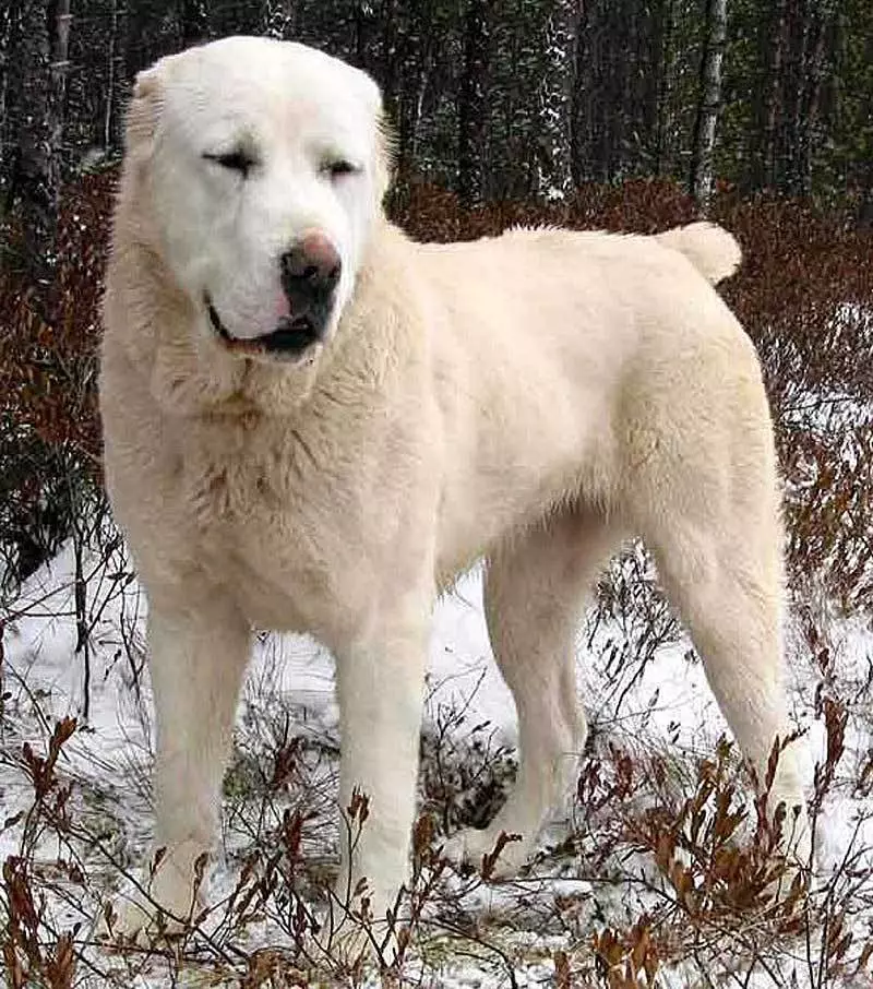 Alabai (88 fotot): Kesk-Aasia lambakoera tõu täheomadused, kutsikate ja täiskasvanud koerte hoolduse iseärasused, omanike ülevaated 13208_26