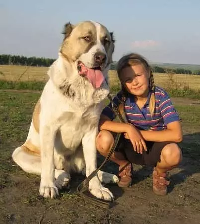 Alabai (88 عکس): ویژگی های نژاد چوپان آسیای مرکزی، ویژگی های مراقبت از توله سگ ها و سگ های بزرگسال، بررسی صاحبان 13208_29
