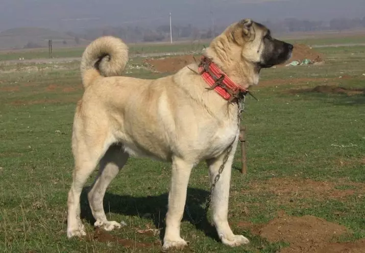 Alabai (88 장의 사진) : 중앙 아시아 셰퍼드의 품종의 특징, 강아지와 성인 개를 돌보는 특징, 소유자의 리뷰 13208_40