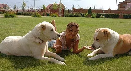 Alabai (88 عکس): ویژگی های نژاد چوپان آسیای مرکزی، ویژگی های مراقبت از توله سگ ها و سگ های بزرگسال، بررسی صاحبان 13208_49