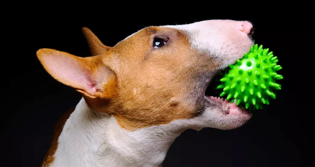 Bull Terrier (42 Suratlar): iňlis düşündirişi, gyzgyn kekler Güjükler bilen. Näçe ýaşa? Ölçegler, gaplaň we beýleki reňk. Taryh 13211_16