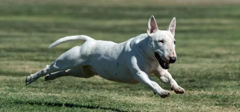 Bull Terrier (42 Suratlar): iňlis düşündirişi, gyzgyn kekler Güjükler bilen. Näçe ýaşa? Ölçegler, gaplaň we beýleki reňk. Taryh 13211_17
