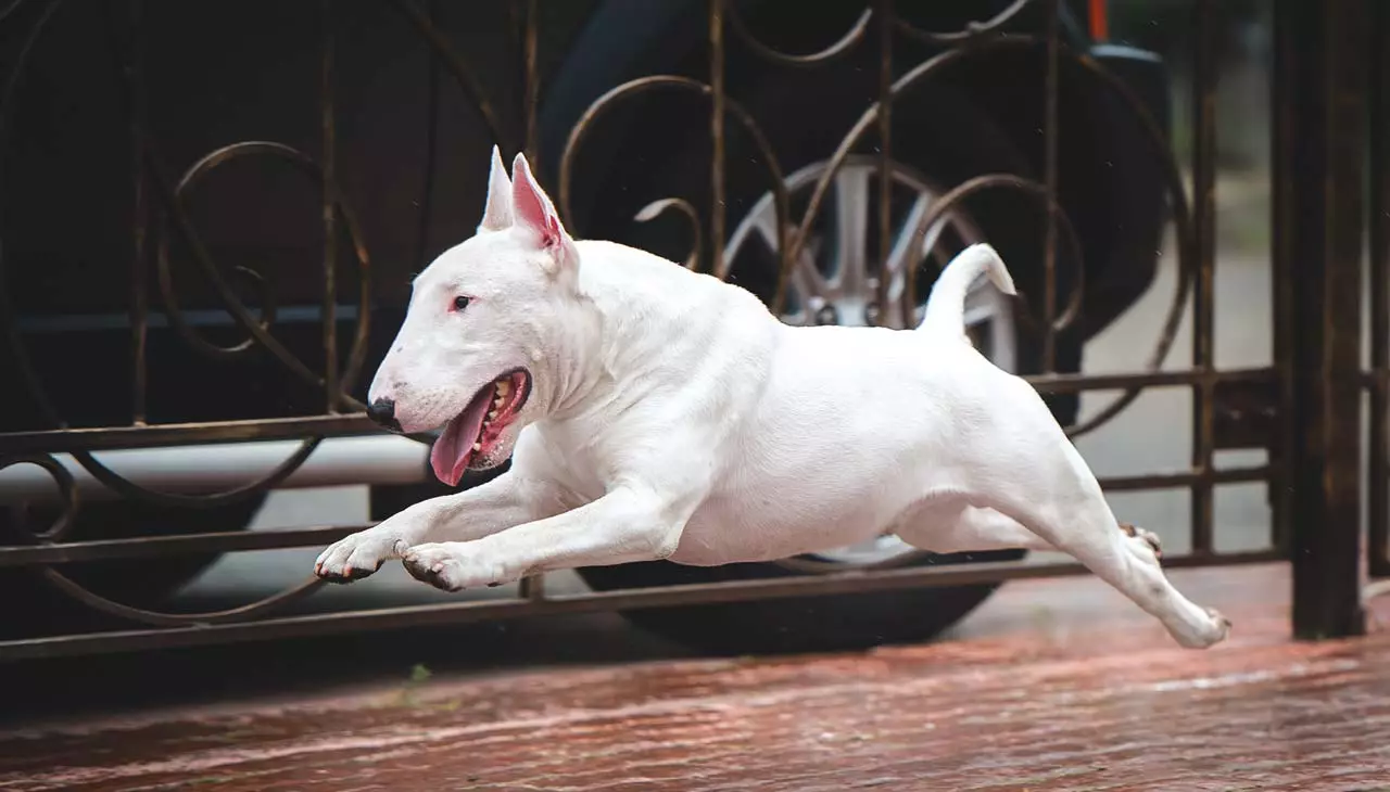 Bull Terrier (42 Suratlar): iňlis düşündirişi, gyzgyn kekler Güjükler bilen. Näçe ýaşa? Ölçegler, gaplaň we beýleki reňk. Taryh 13211_19