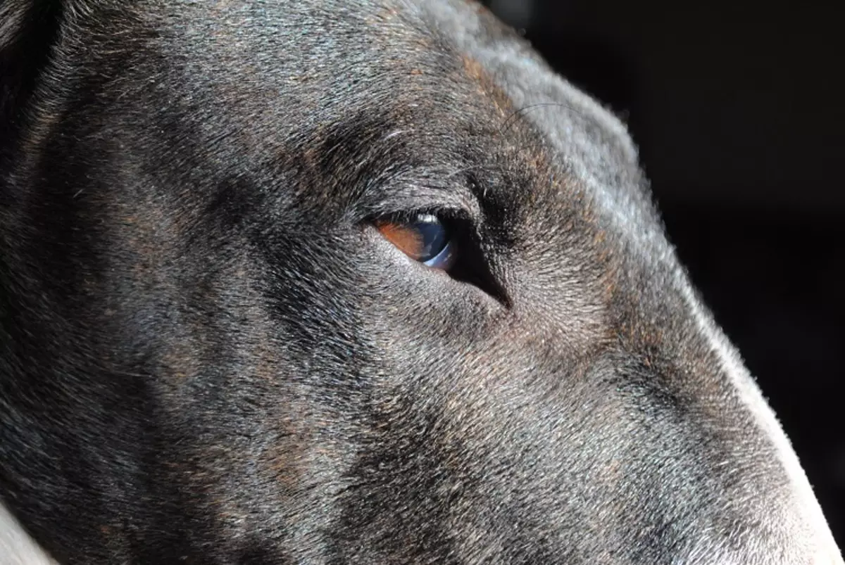 Bull Terrier (42 Suratlar): iňlis düşündirişi, gyzgyn kekler Güjükler bilen. Näçe ýaşa? Ölçegler, gaplaň we beýleki reňk. Taryh 13211_30