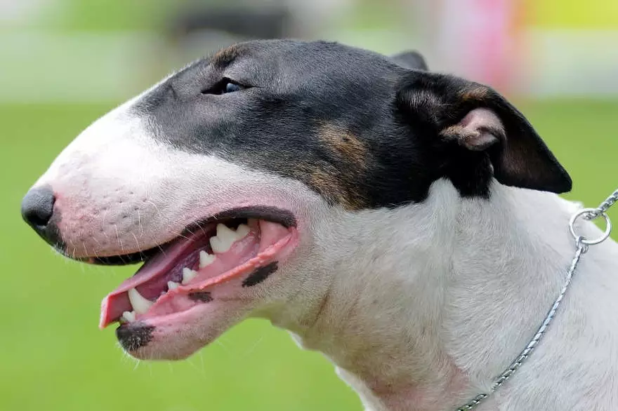 Bull Terrier (42 Suratlar): iňlis düşündirişi, gyzgyn kekler Güjükler bilen. Näçe ýaşa? Ölçegler, gaplaň we beýleki reňk. Taryh 13211_31